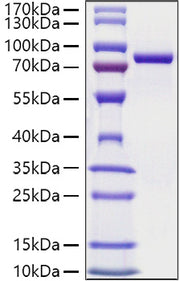 Recombinant Mouse Transferrin/TF Protein
