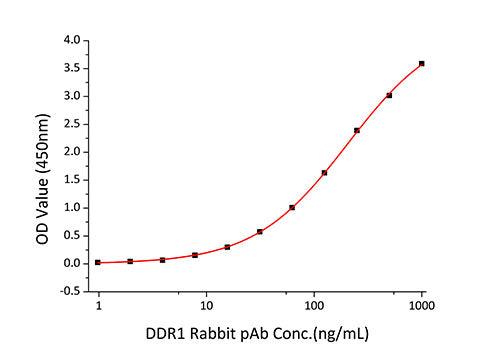 Recombinant Human HGK2/DDR1/CD167a Protein