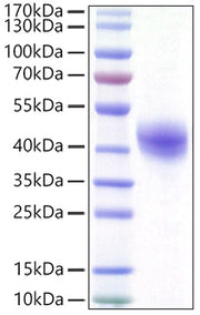 Recombinant Human DC-SIGN/CD209 Protein