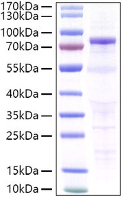 Recombinant Human CDH3/P-cadherin Protein