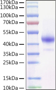 Recombinant Mouse TNFRSF13C/BAFFR/CD268 Protein