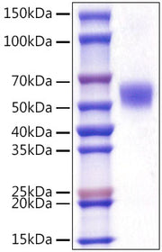 Recombinant Mouse sTfR/CD71 Protein