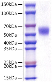 Recombinant Mouse sTfR/CD71 Protein