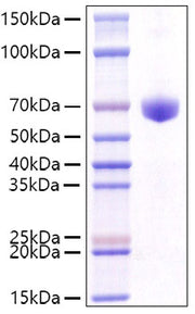 Recombinant Mouse CD8a Protein