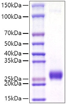Recombinant Mouse Ephrin-A2/EFNA2 Protein