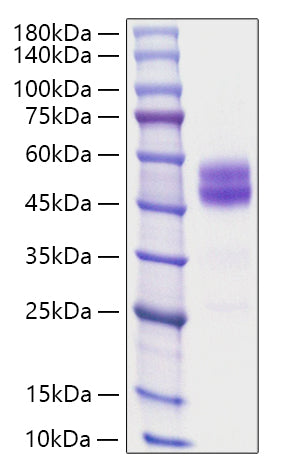 Recombinant Mouse TIGIT Protein