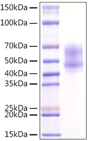 Recombinant Human MITF Protein