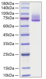 Recombinant Human Syndecan-1/SDC1/CD138 Protein