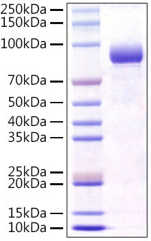 Recombinant Mouse FGFR-4/CD334 Protein