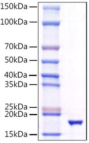 Recombinant Human TNFSF10/TRAIL/CD253 Protein