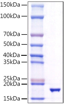 Recombinant Human TNFSF10/TRAIL/CD253 Protein