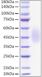 Recombinant Mouse B7-H2/ICOSLG/CD275 Protein
