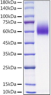 Recombinant Mouse PVR/CD155 Protein