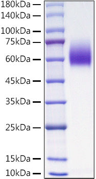 Recombinant Mouse PVR/CD155 Protein