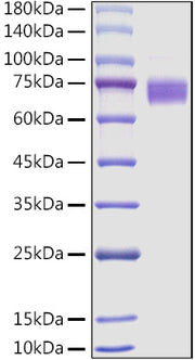 Recombinant Mouse Fc-epsilon RI-alpha/FCER1A Protein