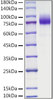 Recombinant Mouse CSF1R/M-CSF R/CD115 Protein