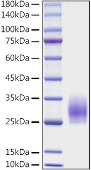 Recombinant Mouse CD83 Protein