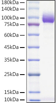 Recombinant Mouse PVR/CD155 Protein