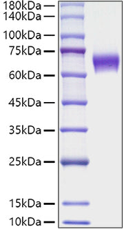 Recombinant Mouse TNFRSF9/4-1BB/CD137 Protein