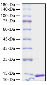 Recombinant Human S100-A4 Protein