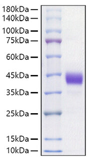 Recombinant Mouse CD52 Protein