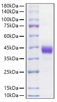 Recombinant Mouse CD52 Protein