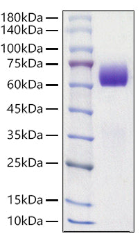 Recombinant Mouse Tyrosine-protein kinase receptor UFO/Axl Protein