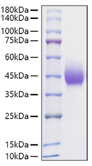 Recombinant Rat B7-H1/PD-L1/CD274 Protein