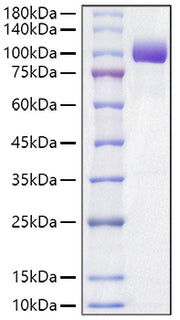 Recombinant Mouse Tyrosine-protein kinase receptor UFO/Axl Protein