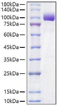 Recombinant Mouse Tyrosine-protein kinase receptor UFO/Axl Protein