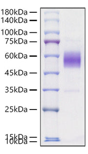 Recombinant Mouse ICOS/CD278 Protein