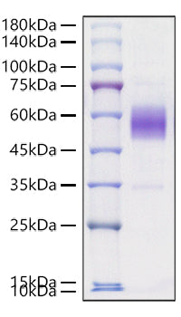 Recombinant Mouse ICOS/CD278 Protein