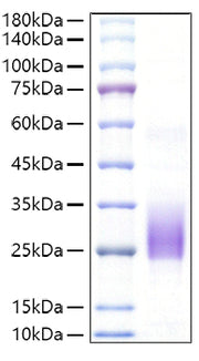 Recombinant Mouse BY55/CD160 Protein