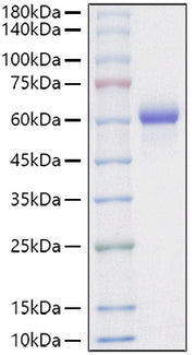 Recombinant Mouse Asparaginyl endopeptidase/Legumain/LGMN Protein