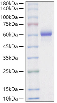 Recombinant Mouse Asparaginyl endopeptidase/Legumain/LGMN Protein
