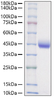 Recombinant Mouse Nectin-2/PVRL2/CD112 Protein