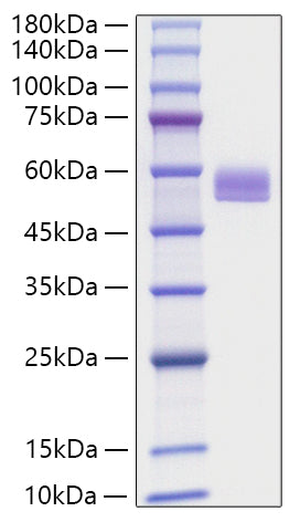 Recombinant Mouse Serpin F1/PEDF Protein