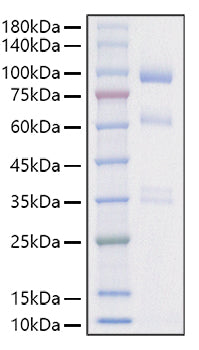 Recombinant Mouse Hepatocyte growth factor/HGF Protein