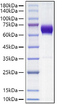 Recombinant Mouse B7-DC/PD-L2/CD273 Protein