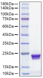 Recombinant Mouse MUP-1 Protein