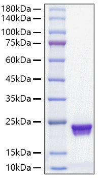 Recombinant Mouse MUP-1 Protein