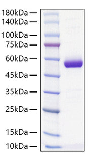 Recombinant Mouse MUP-4 Protein
