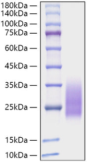 Recombinant Monkeypox virus A30L Protein