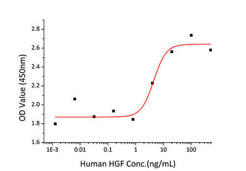 Recombinant Human Hepatocyte growth factor/HGF Protein