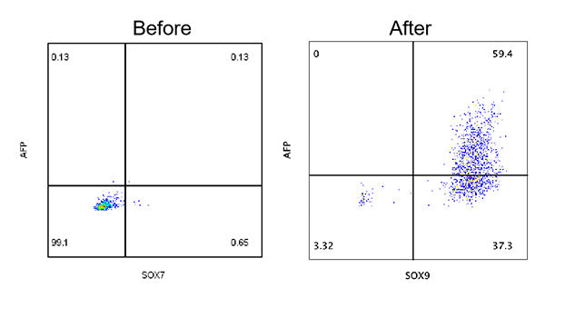 Recombinant Human Hepatocyte growth factor/HGF Protein