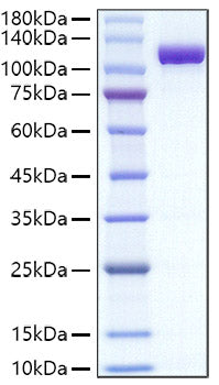 Recombinant Mouse Transferrin/TF Protein