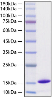 Recombinant Monkeypox virus D6L Protein