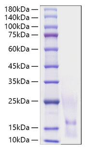 Recombinant Human CCL1/I-309 Protein