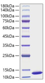 Recombinant Mouse CXCL1/GRO-alpha Protein