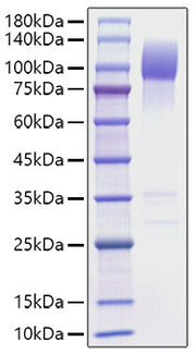 Recombinant Mouse SIRP-alpha/CD172a Protein